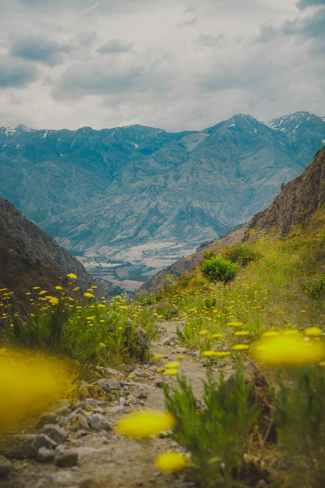 Un sentier de pierres monte entre des fleurs jaunes, face à des montagnes bleutées.