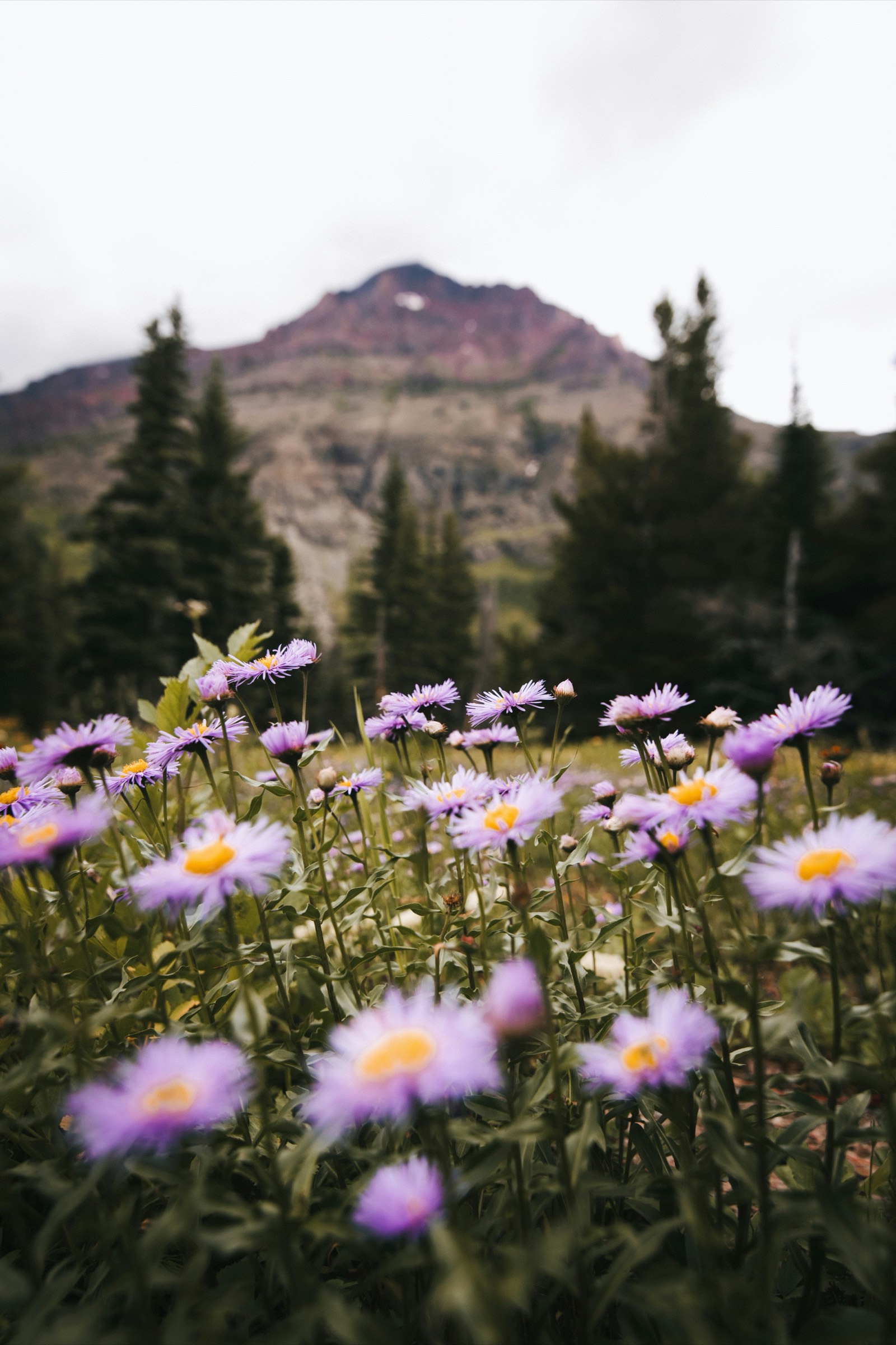 Des marguerites violettes au premier plan, des sapins et une crête de montagne derrière.