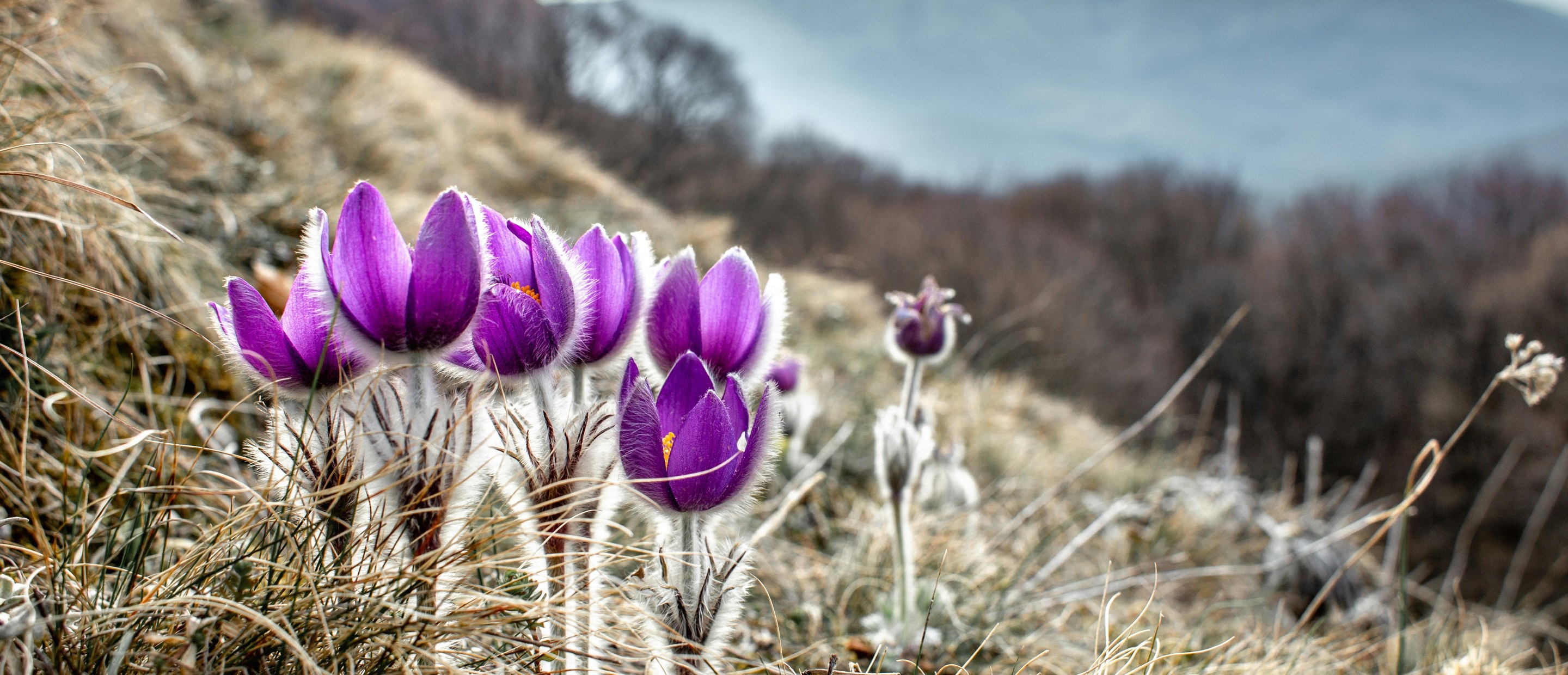 Des crocus violets épanouis sur un versant d’alpage, montagnes en fond.