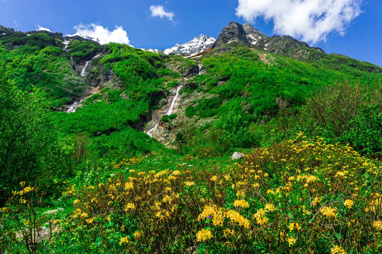 Une prairie de fleurs jaunes au pied d’une pente verte parcourue de cascades.